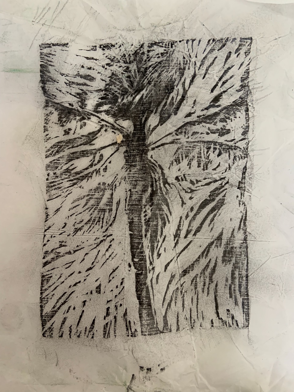 fire palm